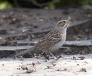 Clay colored Sparrow 7649